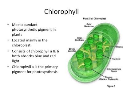 Top 5 công dụng của chlorophyll đối với sức khỏe