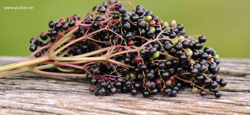 Ba Flavonoid mạnh được tìm thấy trong Elderberry